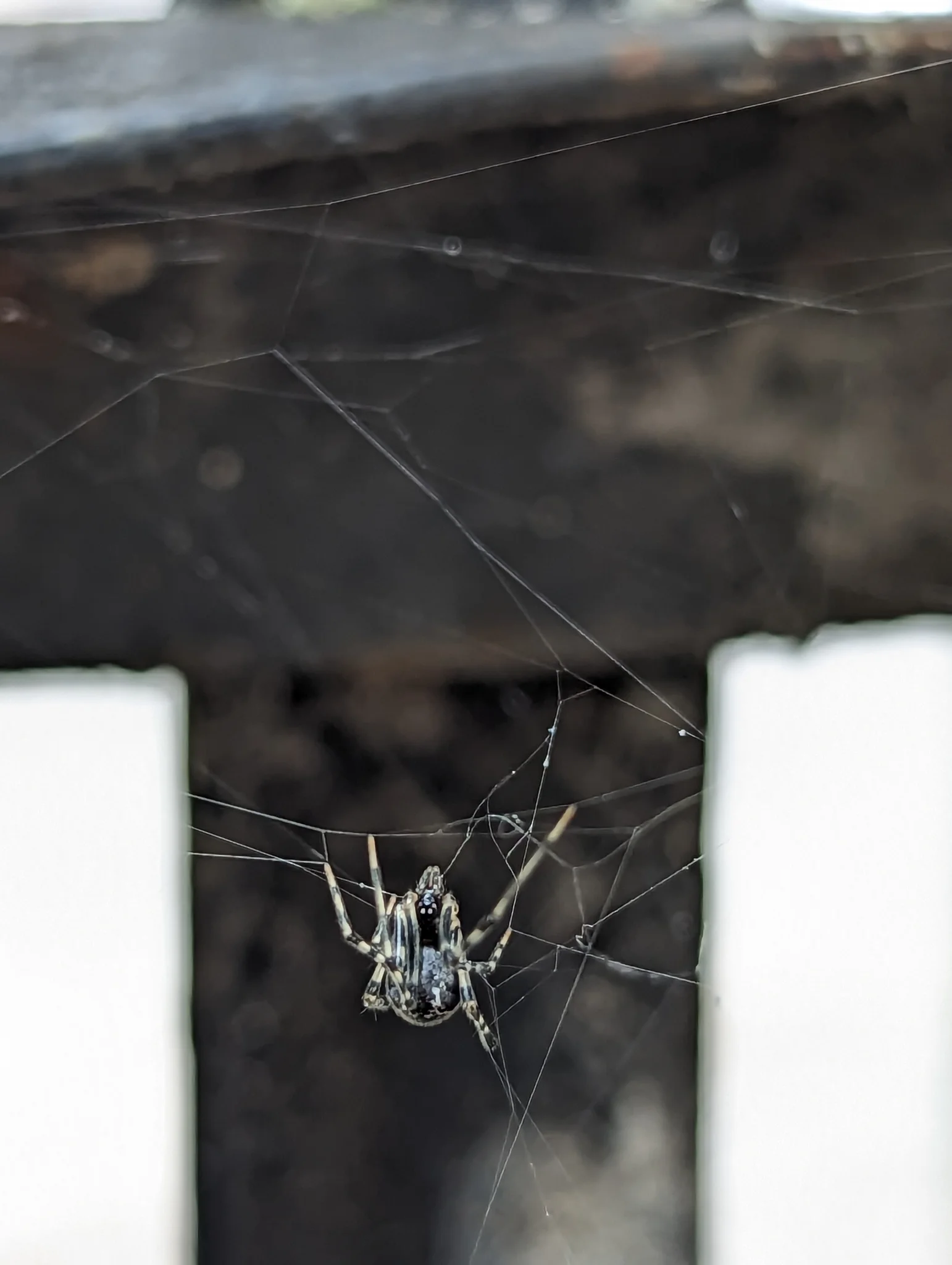 Araña bajo una superficie oscura. La identificación más precisa sigue sin confirmarse.