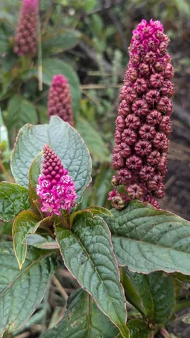 Espiga magenta entre hojas anchas. La identificación más precisa sigue sin confirmarse.