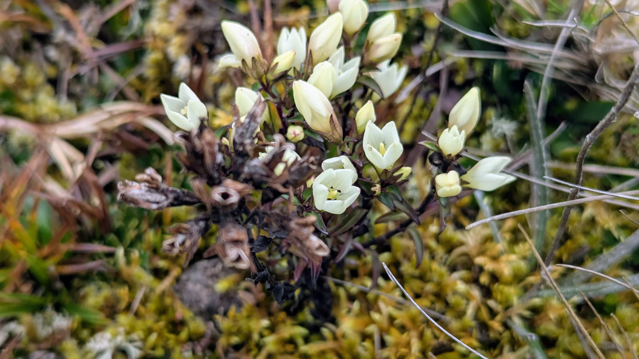 Pequeñas flores blancas a ras del suelo
