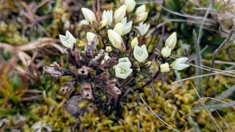 Pequeñas flores blancas a ras del suelo