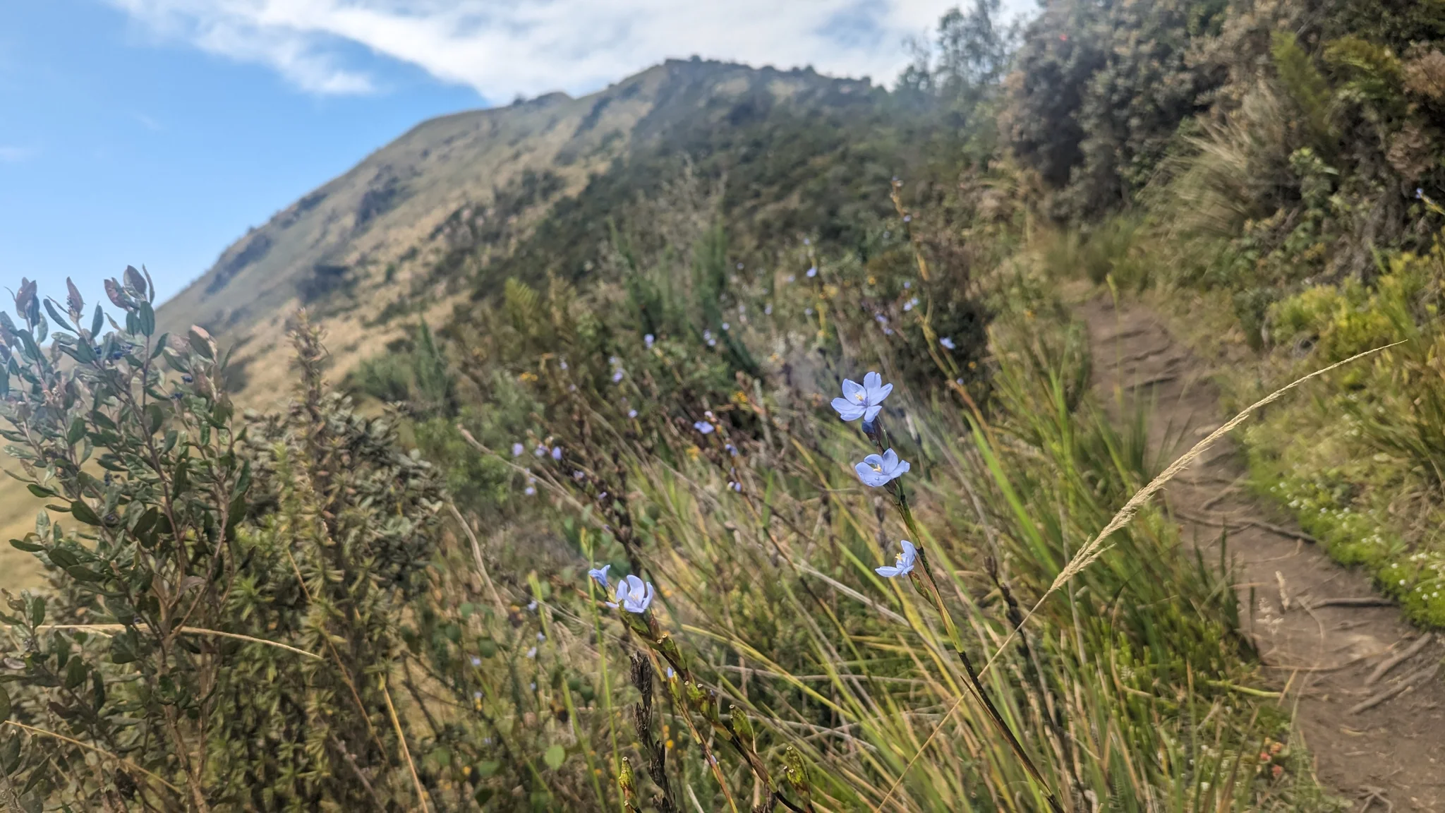 Flores azules pequeñas en una ladera de montaña