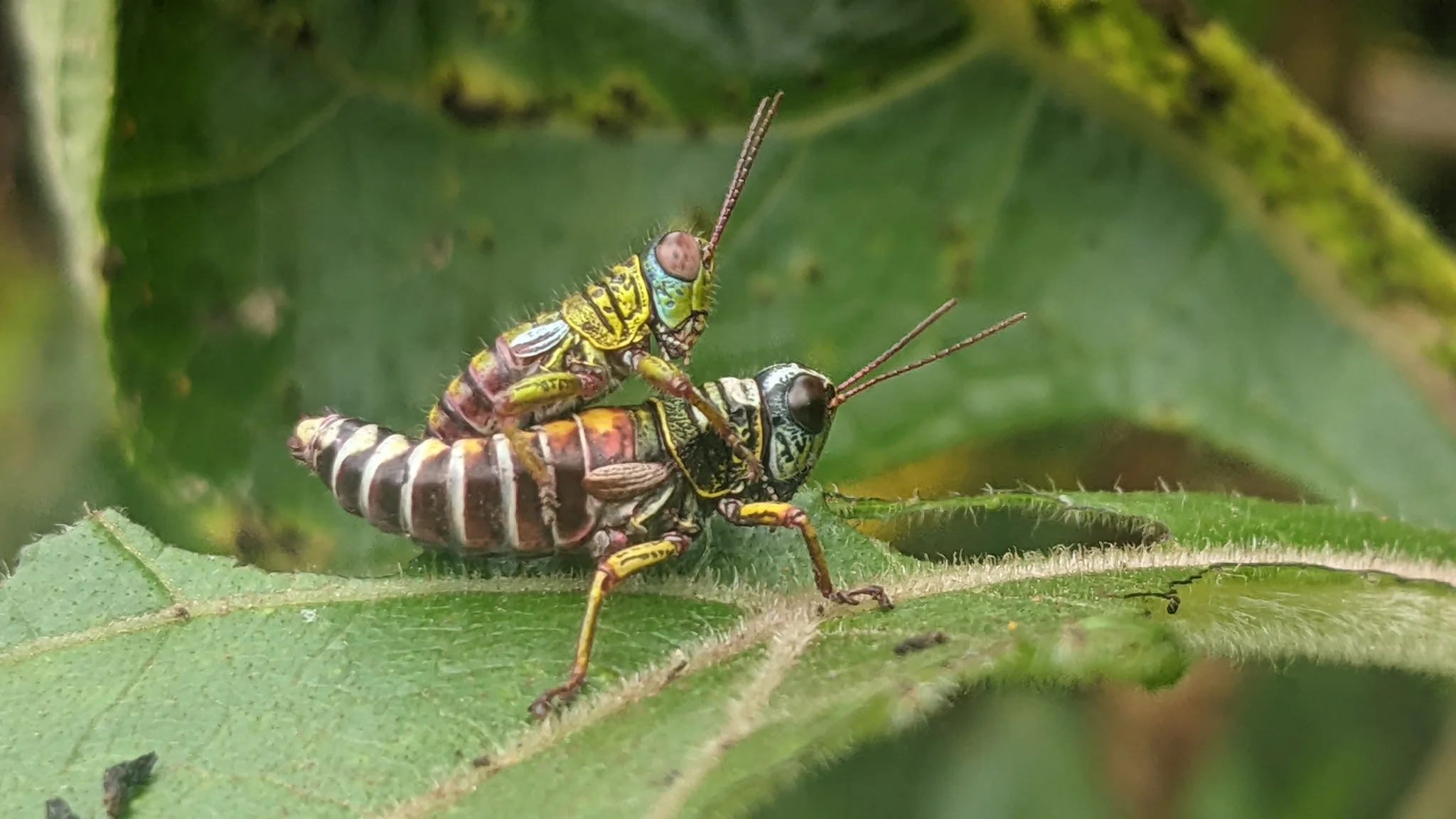 Dos insectos rayados sobre una hoja. La identificación más precisa sigue sin confirmarse.