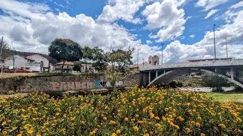 Tagetes en un parque ribereño.