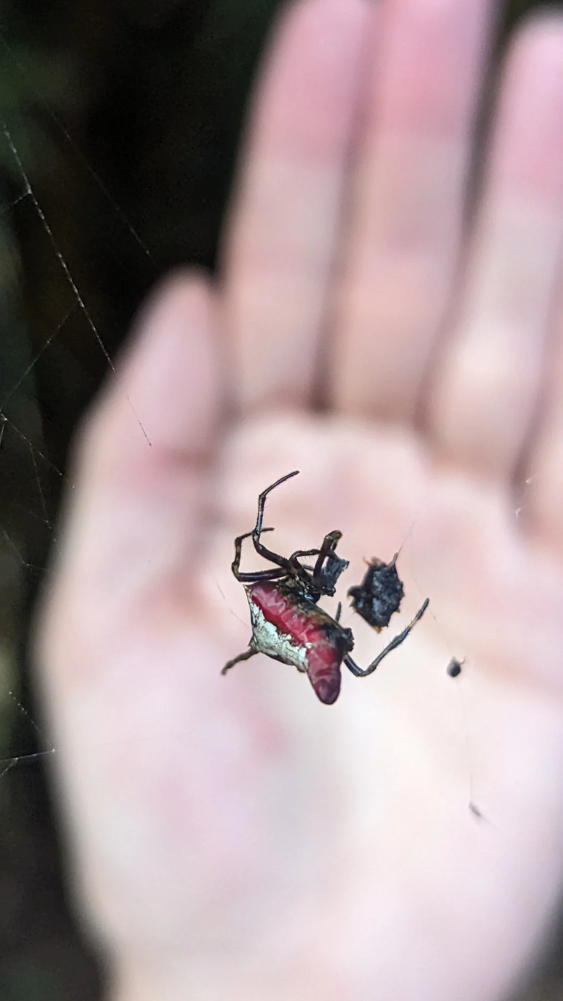 Artrópodo rojinegro en una palma. La identificación más precisa sigue sin confirmarse.