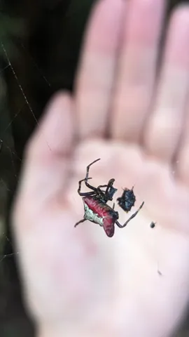 Artrópodo rojinegro en una palma. La identificación más precisa sigue sin confirmarse.