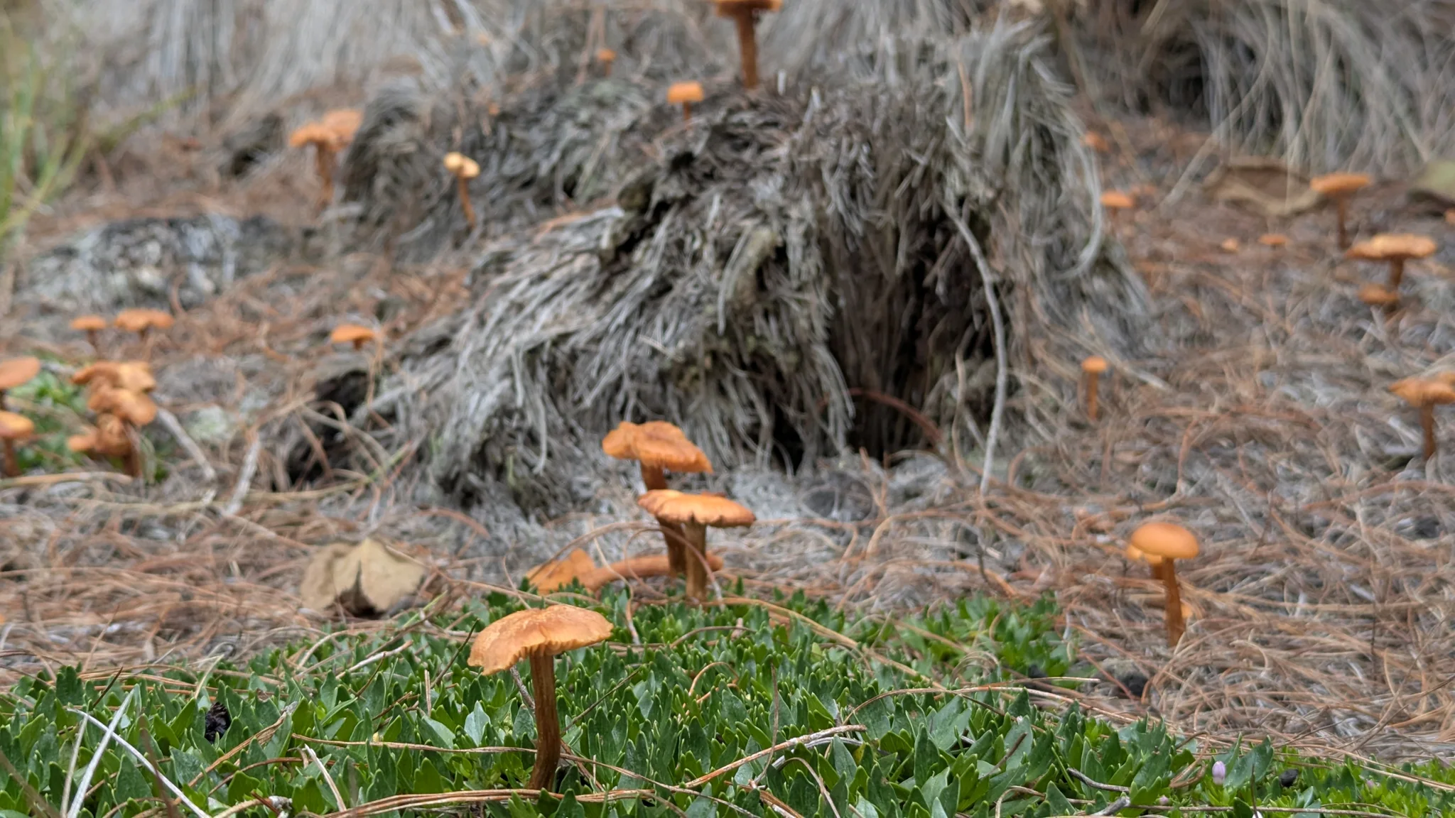 Pequeños hongos junto a un árbol