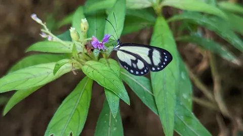 Mariposa de alas transparentes en una flor morada. La identificación más precisa sigue sin confirmarse.
