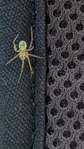 Araña pequeña sobre una malla. La identificación más precisa sigue sin confirmarse.