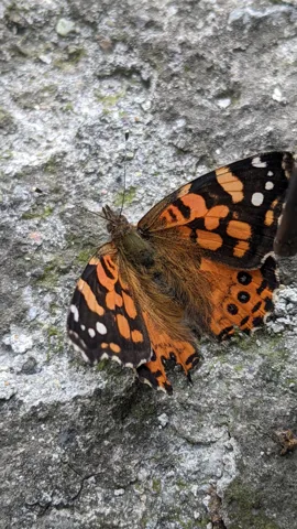 Mariposa anaranjada y negra en una roca. La identificación más precisa sigue sin confirmarse.