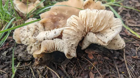 Hongos claros de láminas anchas. La identificación más precisa sigue sin confirmarse.