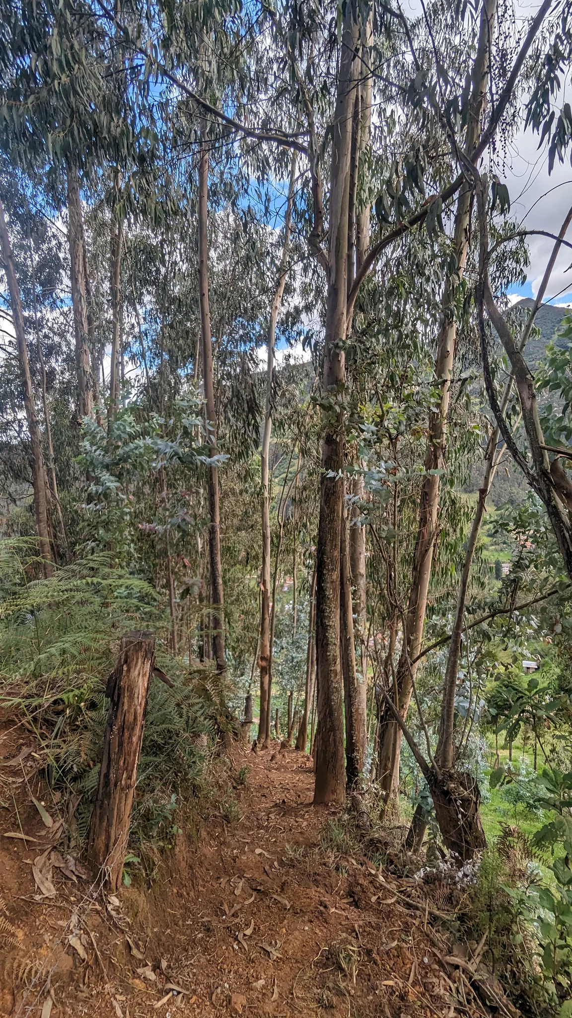 Un sendero entre troncos altos