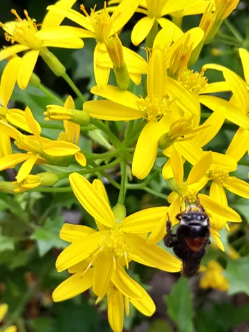 Abeja en cabezuelas amarillas de Senecio.