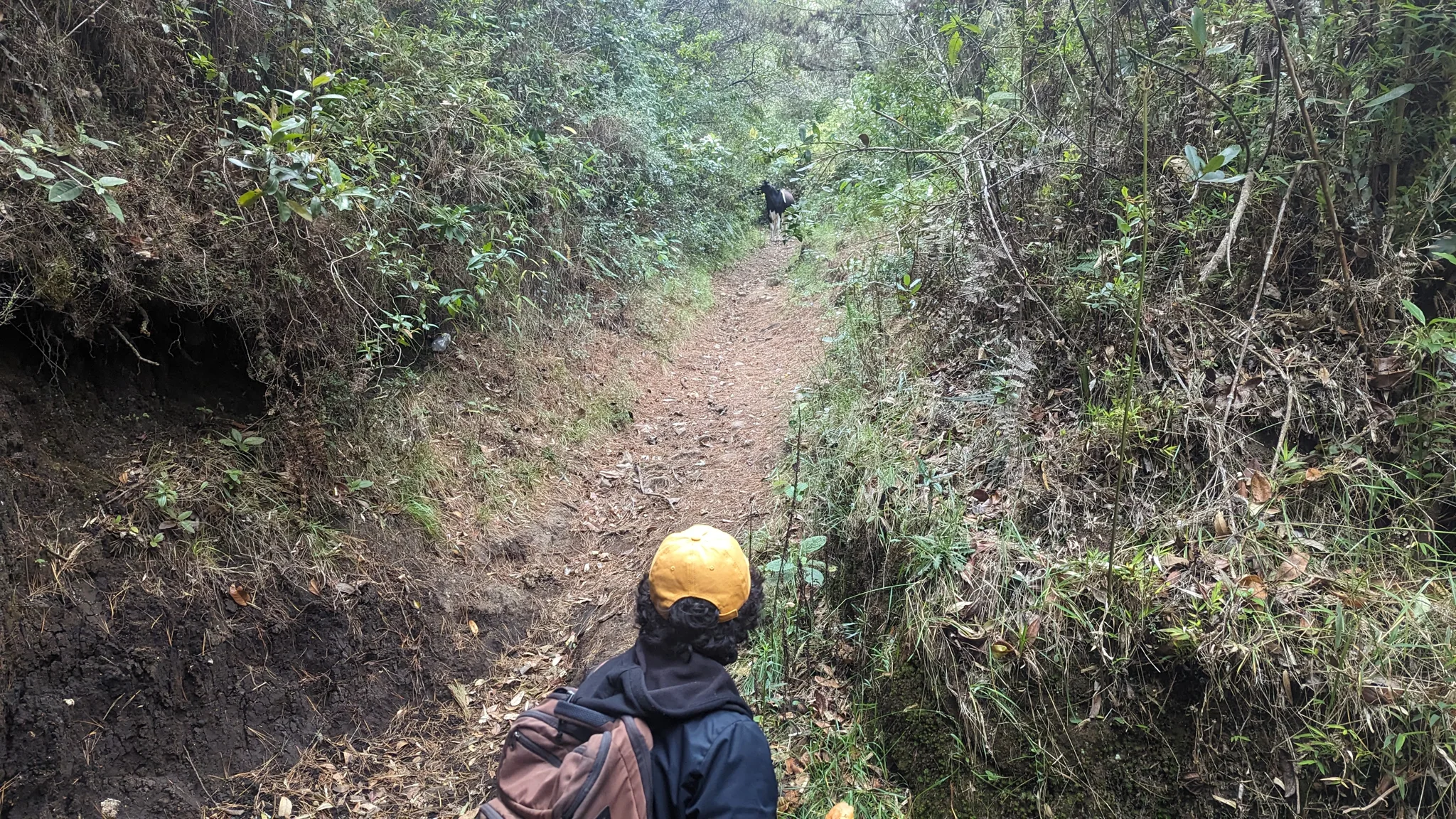 Un paso estrecho por el bosque