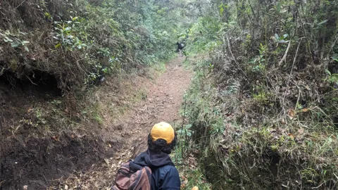 Un paso estrecho por el bosque