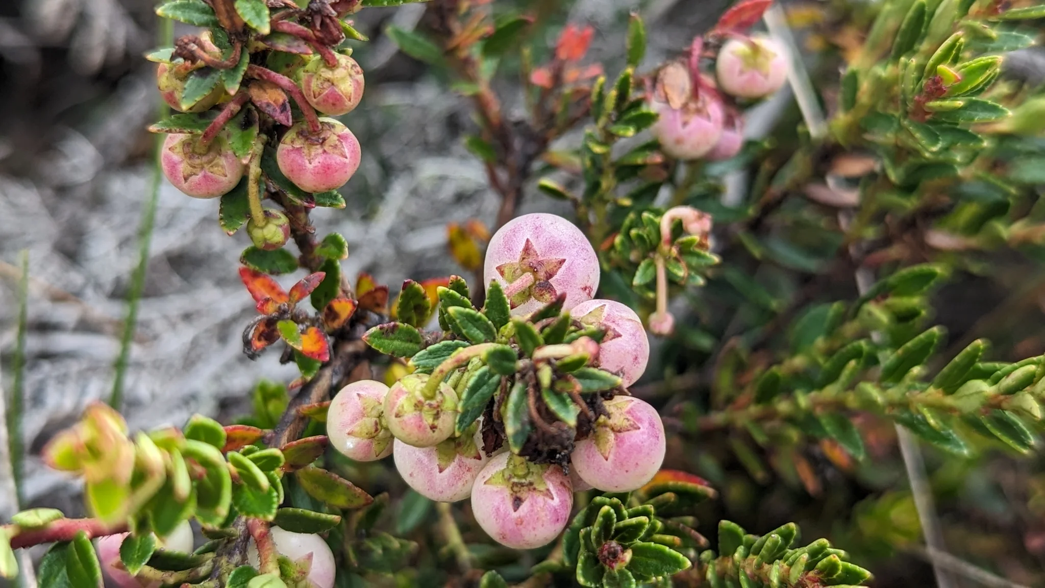 Frutos rosados y blancos de Gaultheria se agrupan entre pequeñas hojas coriáceas en una rama baja.