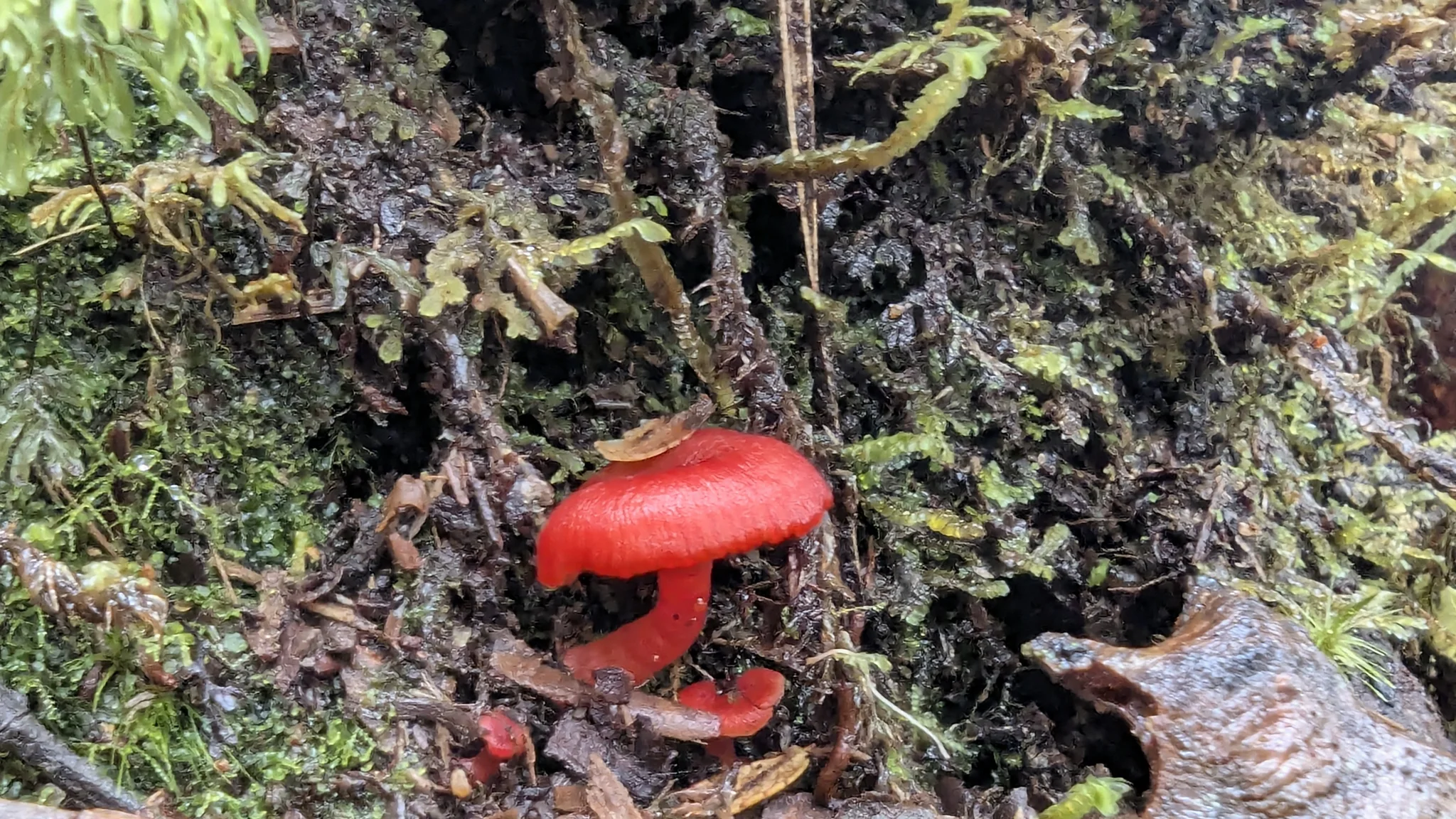 Hongo rojo entre musgos. La identificación más precisa sigue sin confirmarse.
