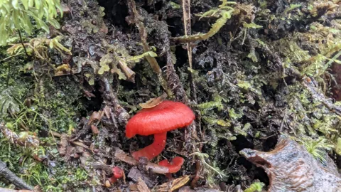 Hongo rojo entre musgos. La identificación más precisa sigue sin confirmarse.