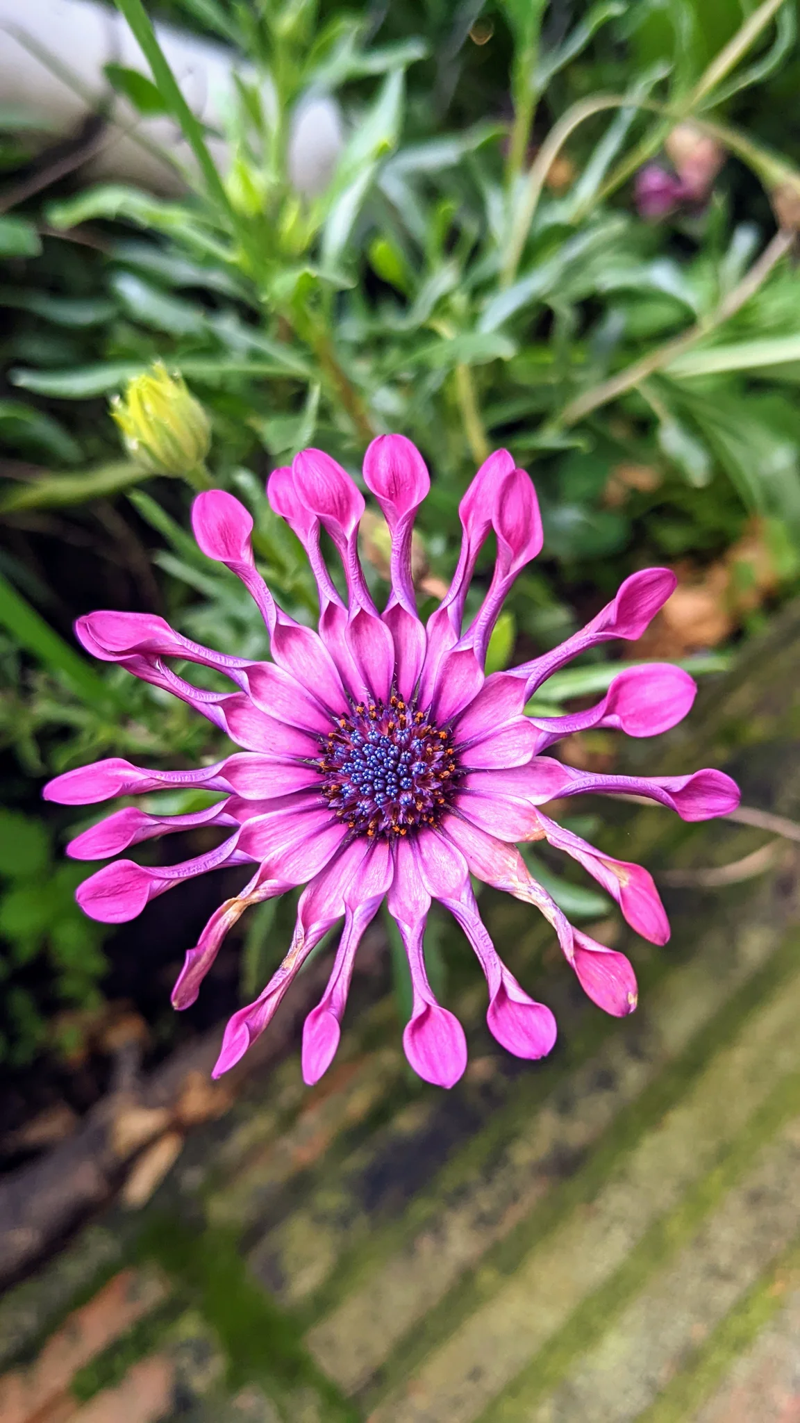 Osteospermum de pétalos en forma de cuchara.