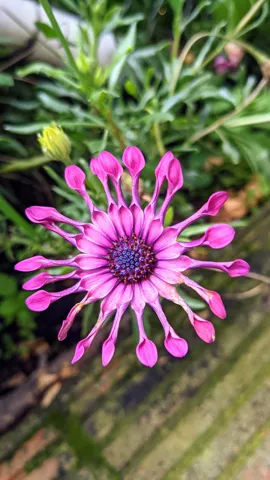 Osteospermum de pétalos en forma de cuchara.