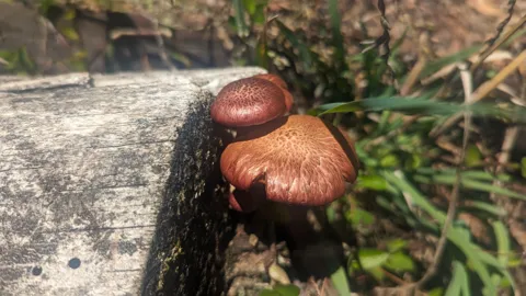 Hongos rojizos junto a un borde de piedra. La identificación más precisa sigue sin confirmarse.