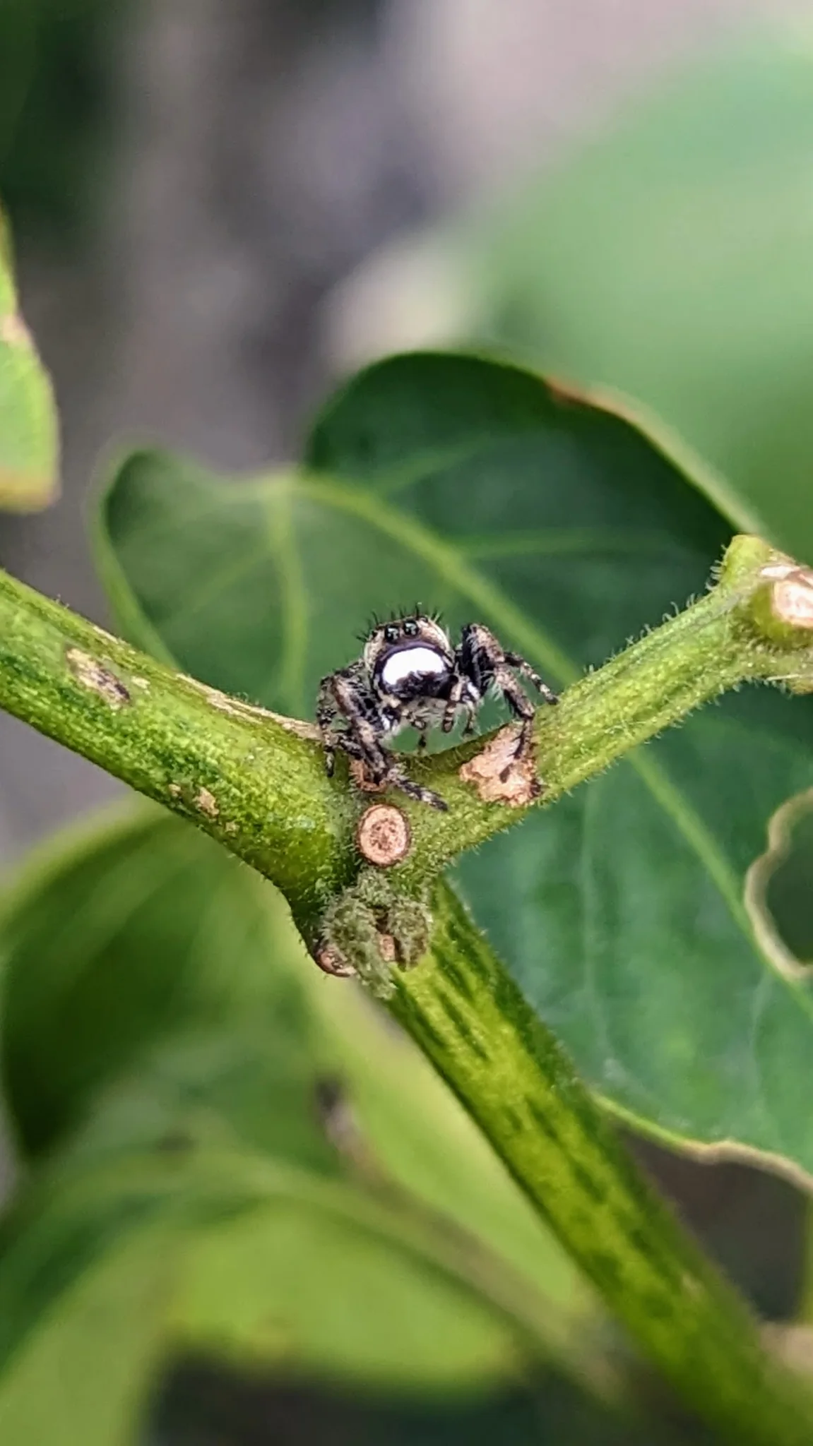 Araña pequeña en una enredadera. La identificación más precisa sigue sin confirmarse.