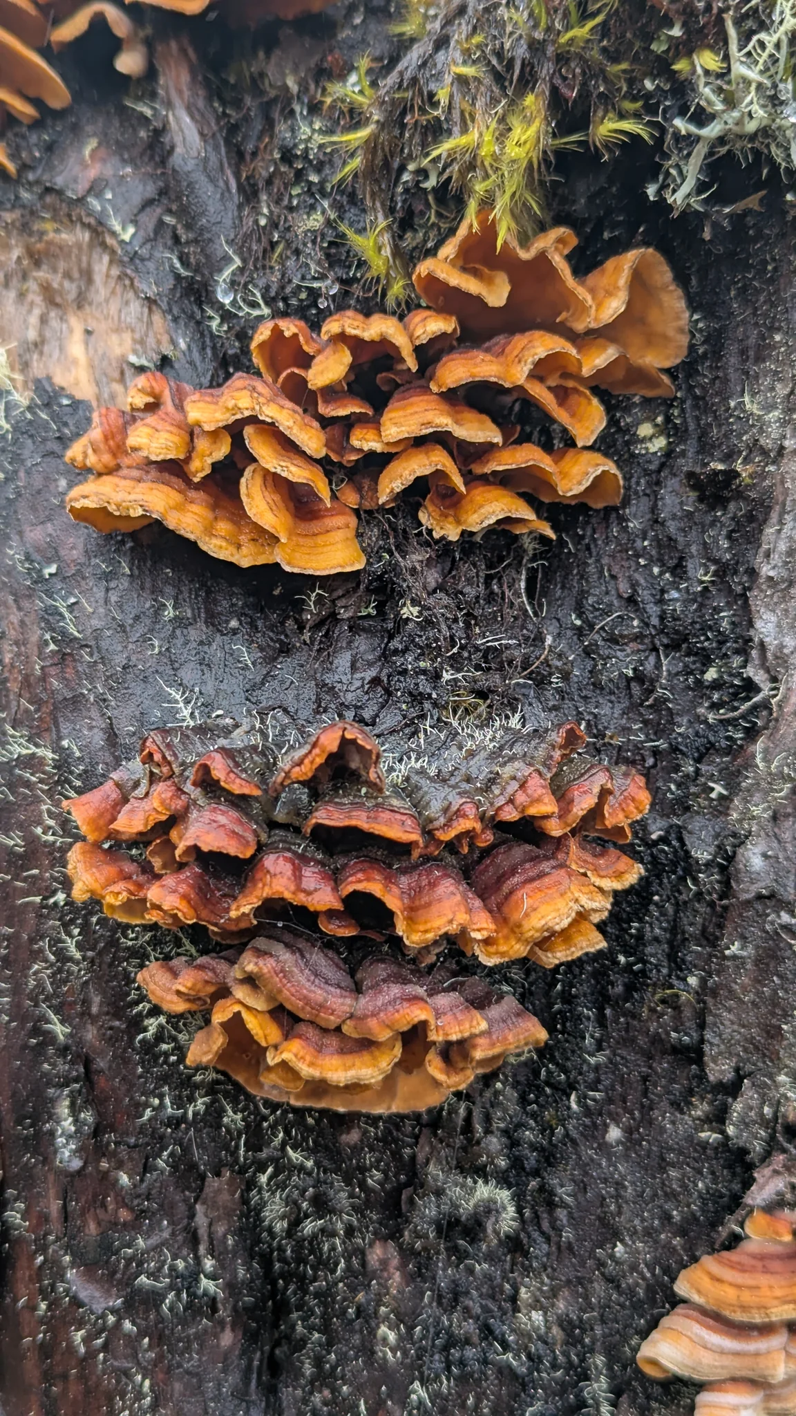 Repisas superpuestas de hongos anaranjados y marrones crecen sobre madera oscura. Las superficies visibles no permiten establecer la especie.