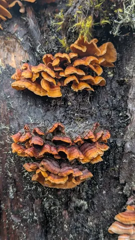 Repisas superpuestas de hongos anaranjados y marrones crecen sobre madera oscura. Las superficies visibles no permiten establecer la especie.