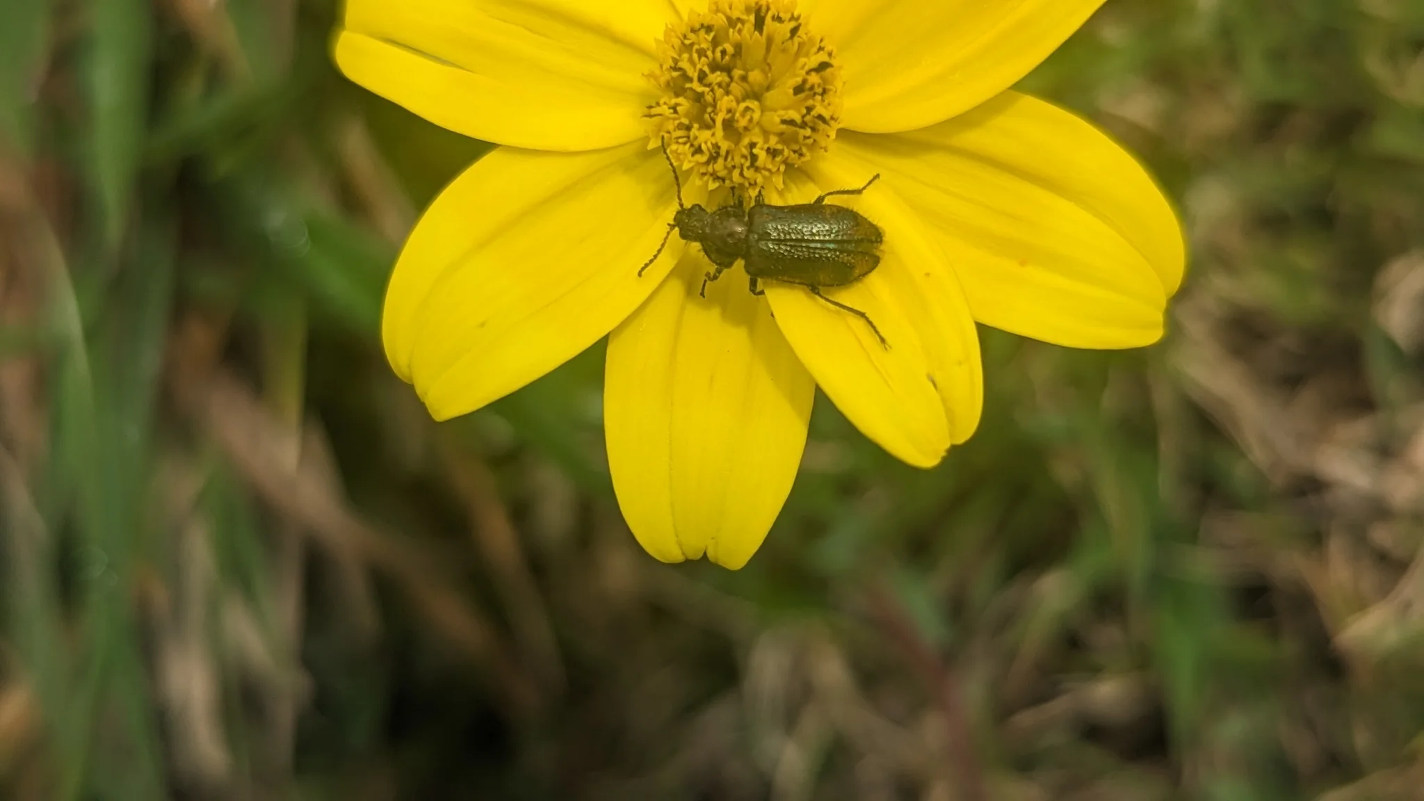 Un pequeño escarabajo descansa en una cabezuela de Bidens, entre radios dorados y un disco amarillo.