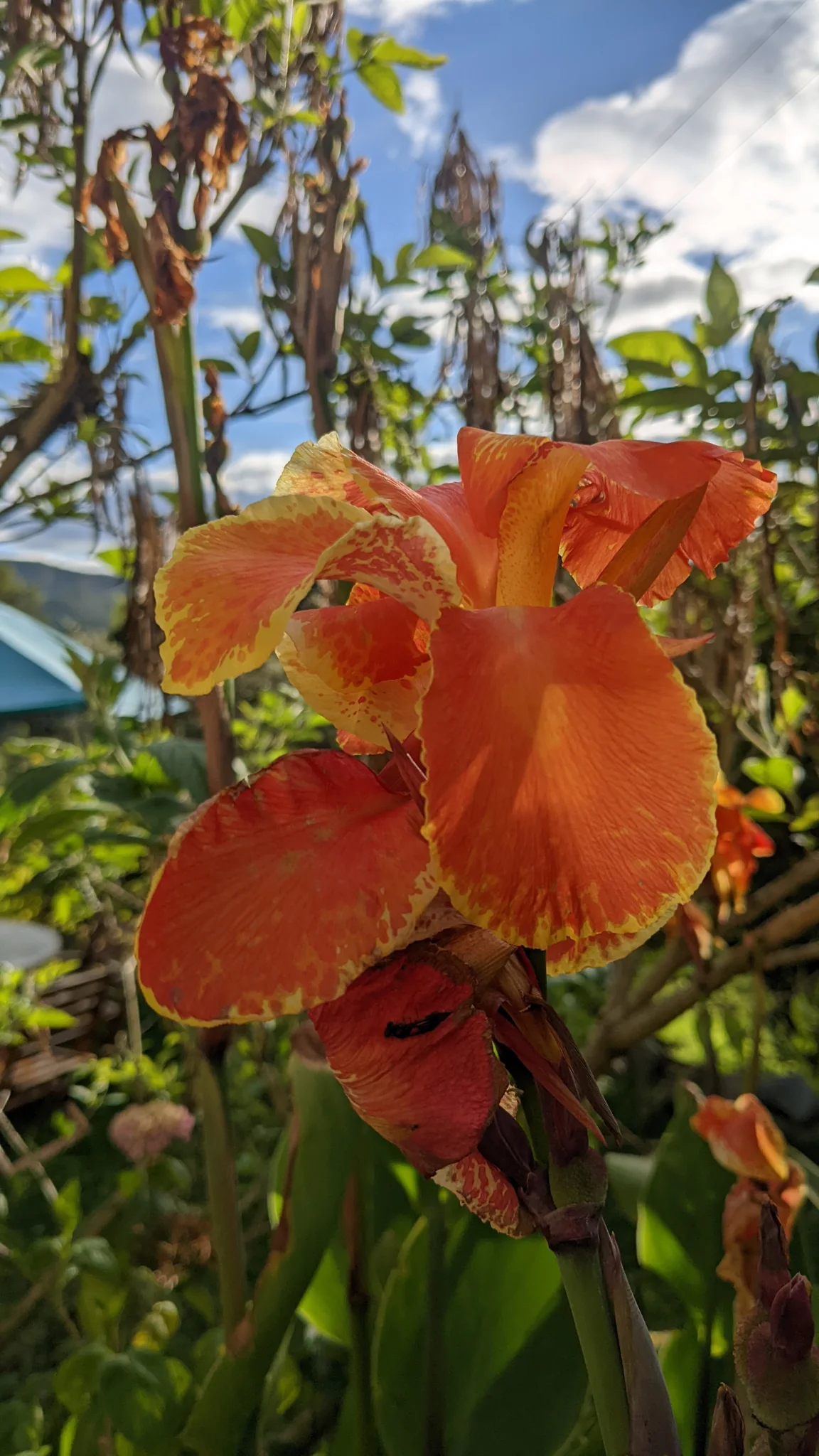 Flor anaranjada de Canna.