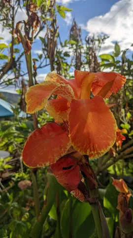 Flor anaranjada de Canna.