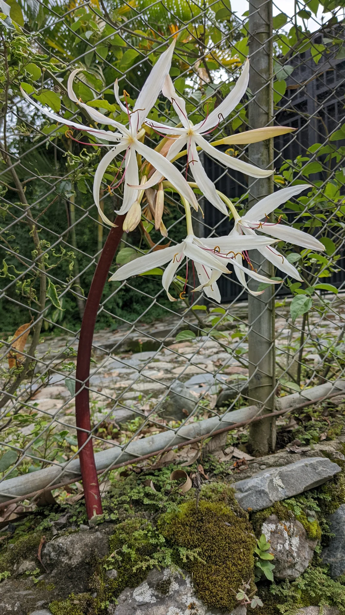 Flores blancas de Crinum.