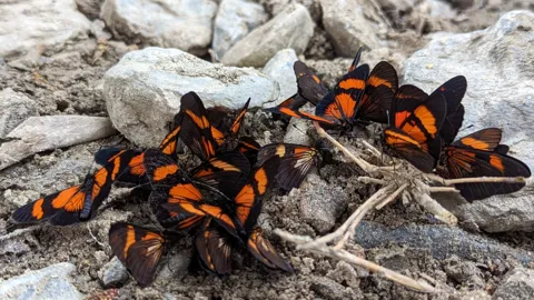 Mariposas anaranjadas reunidas sobre rocas. La identificación más precisa sigue sin confirmarse.