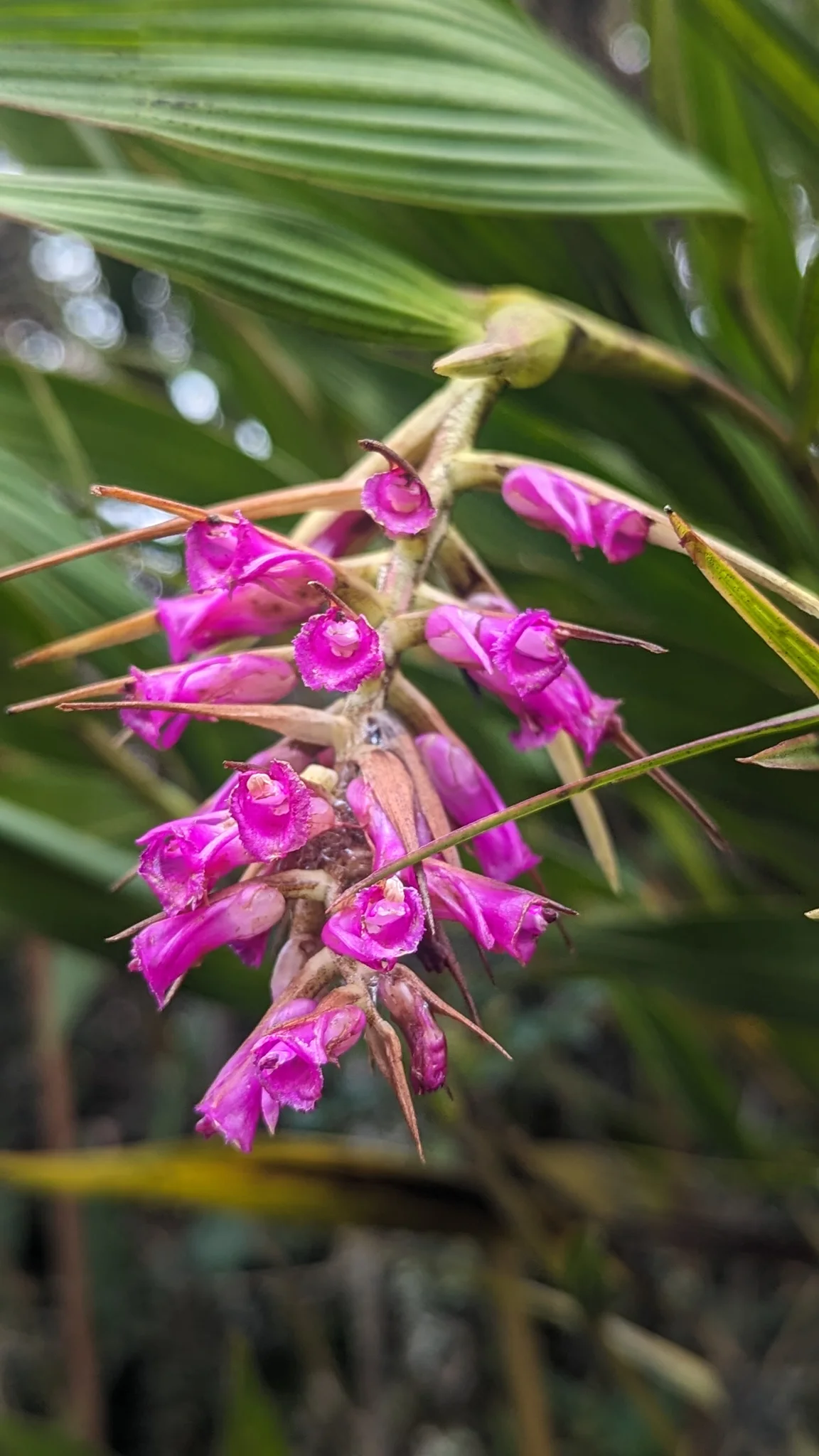 Orquídeas moradas de Elleanthus.