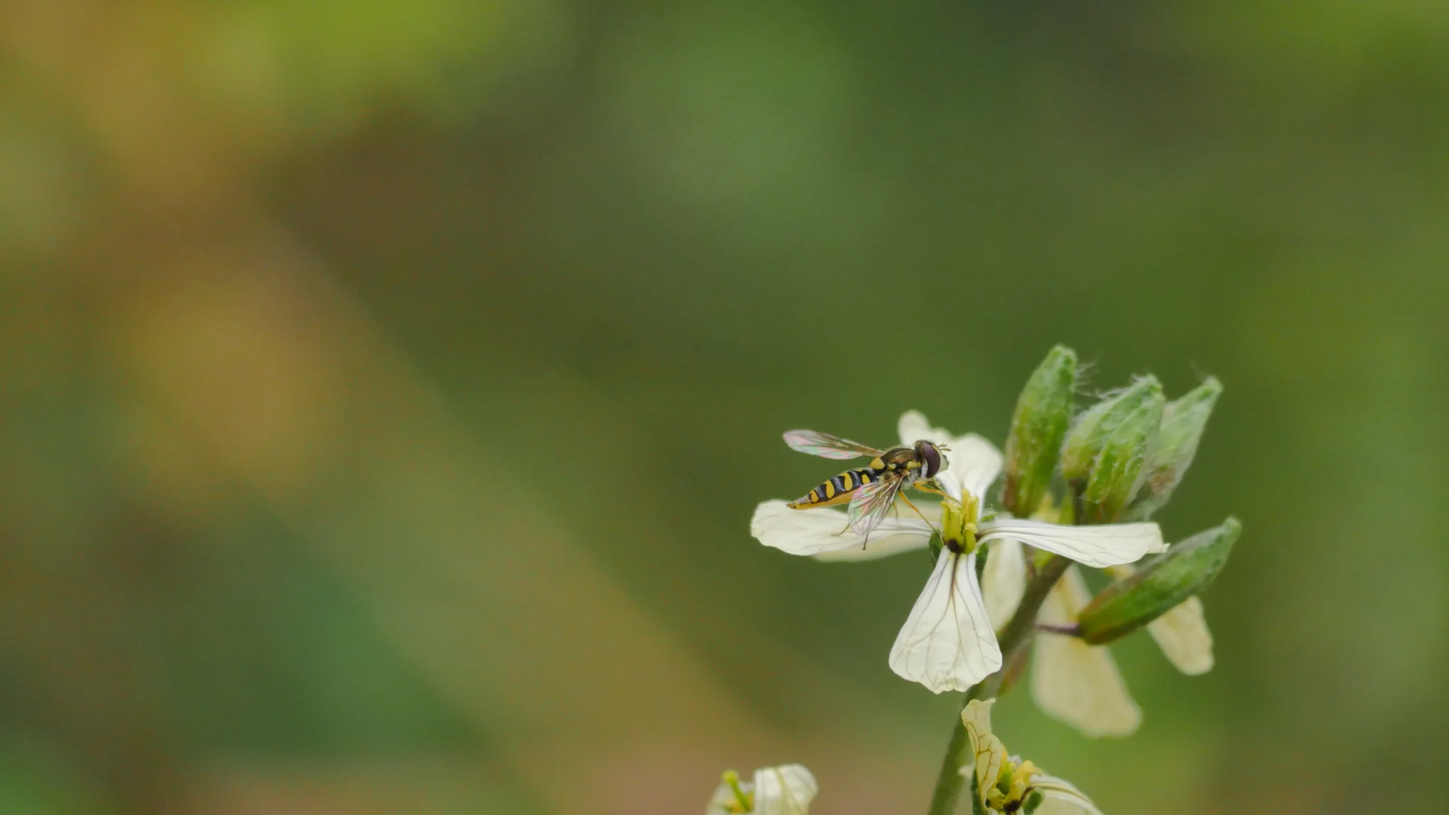 Flores blancas de pétalos estrechos. La identificación más precisa sigue sin confirmarse.