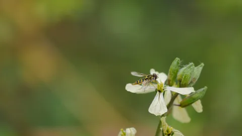 Flores blancas de pétalos estrechos. La identificación más precisa sigue sin confirmarse.