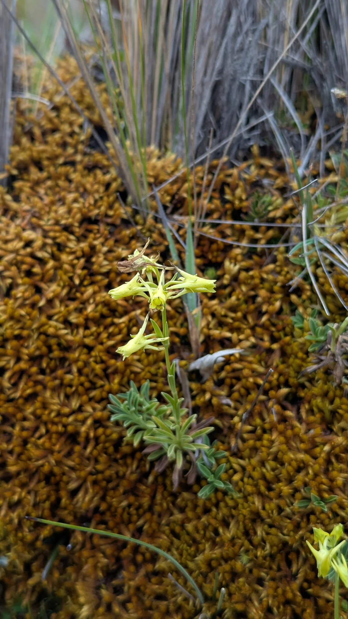 Pequeñas flores amarillo verdosas de Halenia muestran cuatro espolones dirigidos hacia atrás sobre un grupo bajo de hojas estrechas.