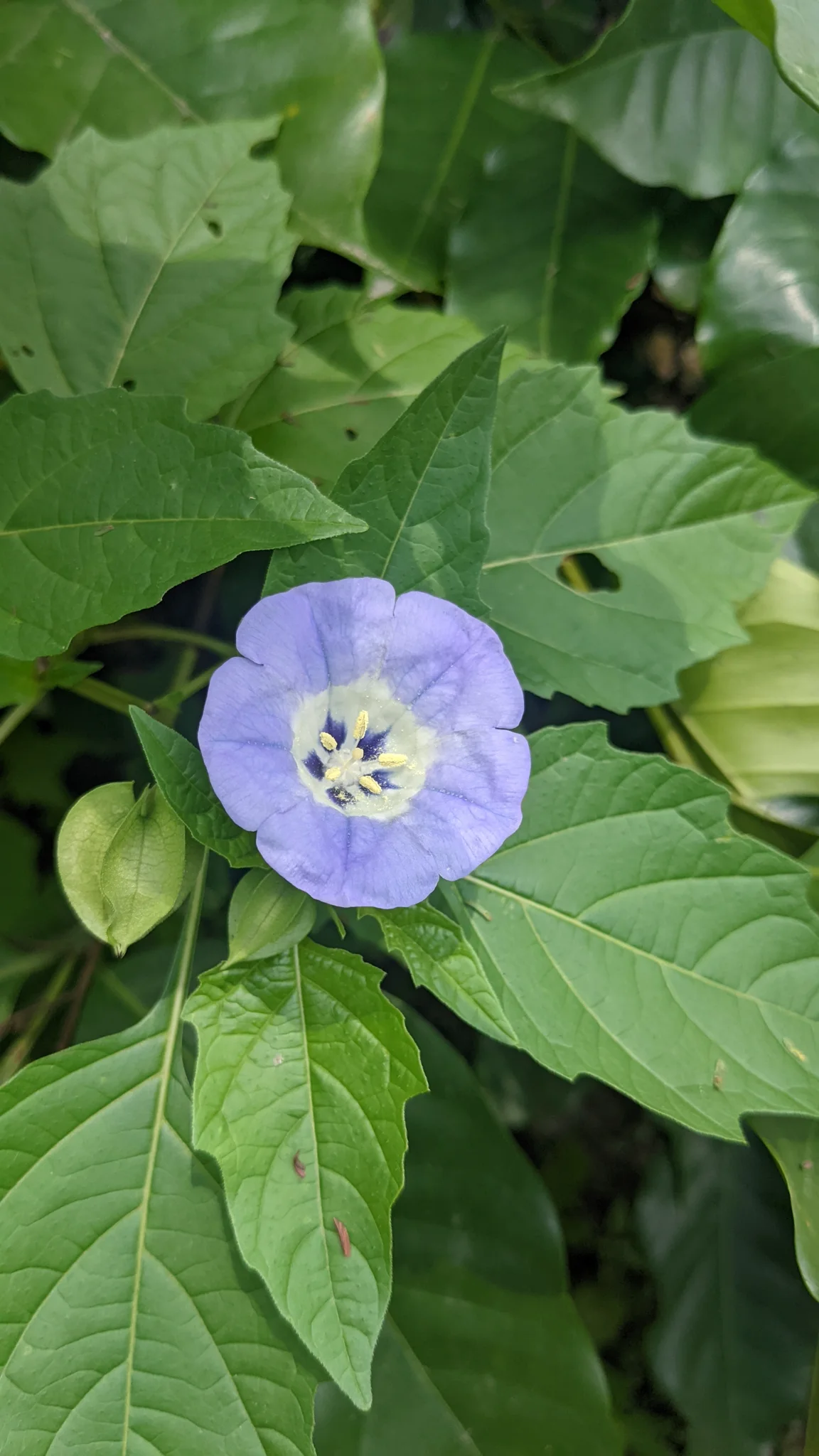 Flor lavanda de Nicandra physalodes.
