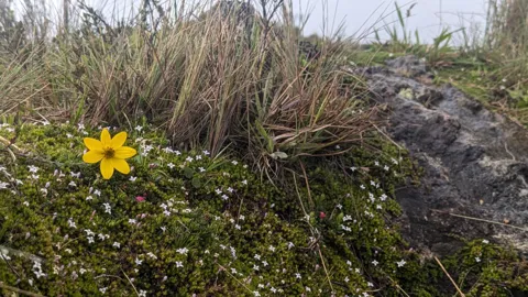 Flor amarilla entre arbustos bajos. La identificación más precisa sigue sin confirmarse.