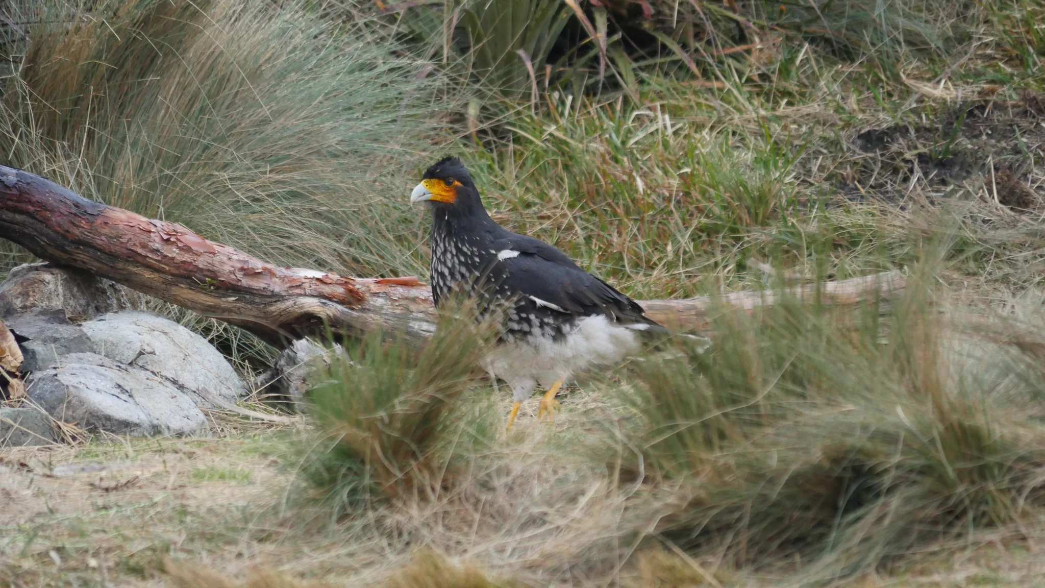 Un caracara junto a una rama caída