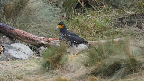 Un caracara junto a una rama caída