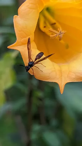 Insecto alado en una flor amarilla. La identificación más precisa sigue sin confirmarse.