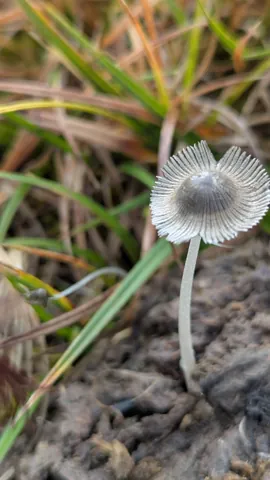Un pequeño hongo gris presenta finos pliegues radiales en su sombrero delgado. La fotografía no permite establecer la especie.