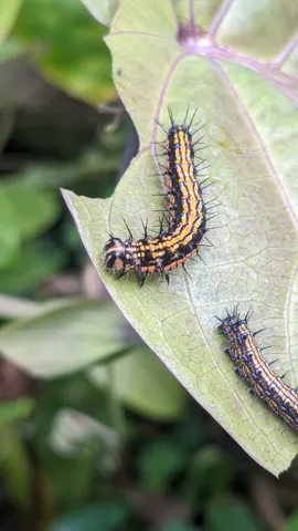 Dos orugas rayadas en una hoja. La identificación más precisa sigue sin confirmarse.