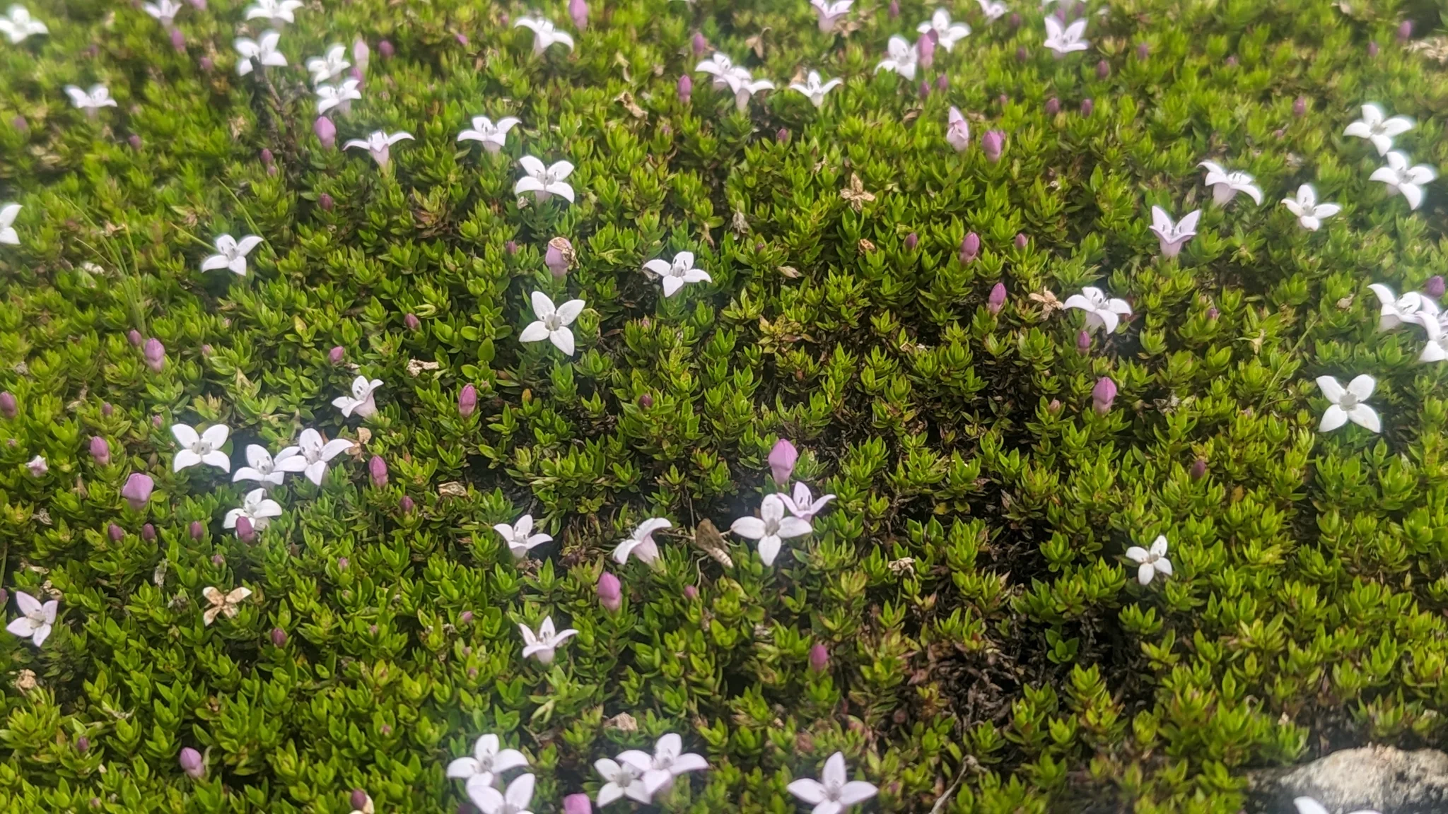 Arbusto bajo de flores blancas. La identificación más precisa sigue sin confirmarse.