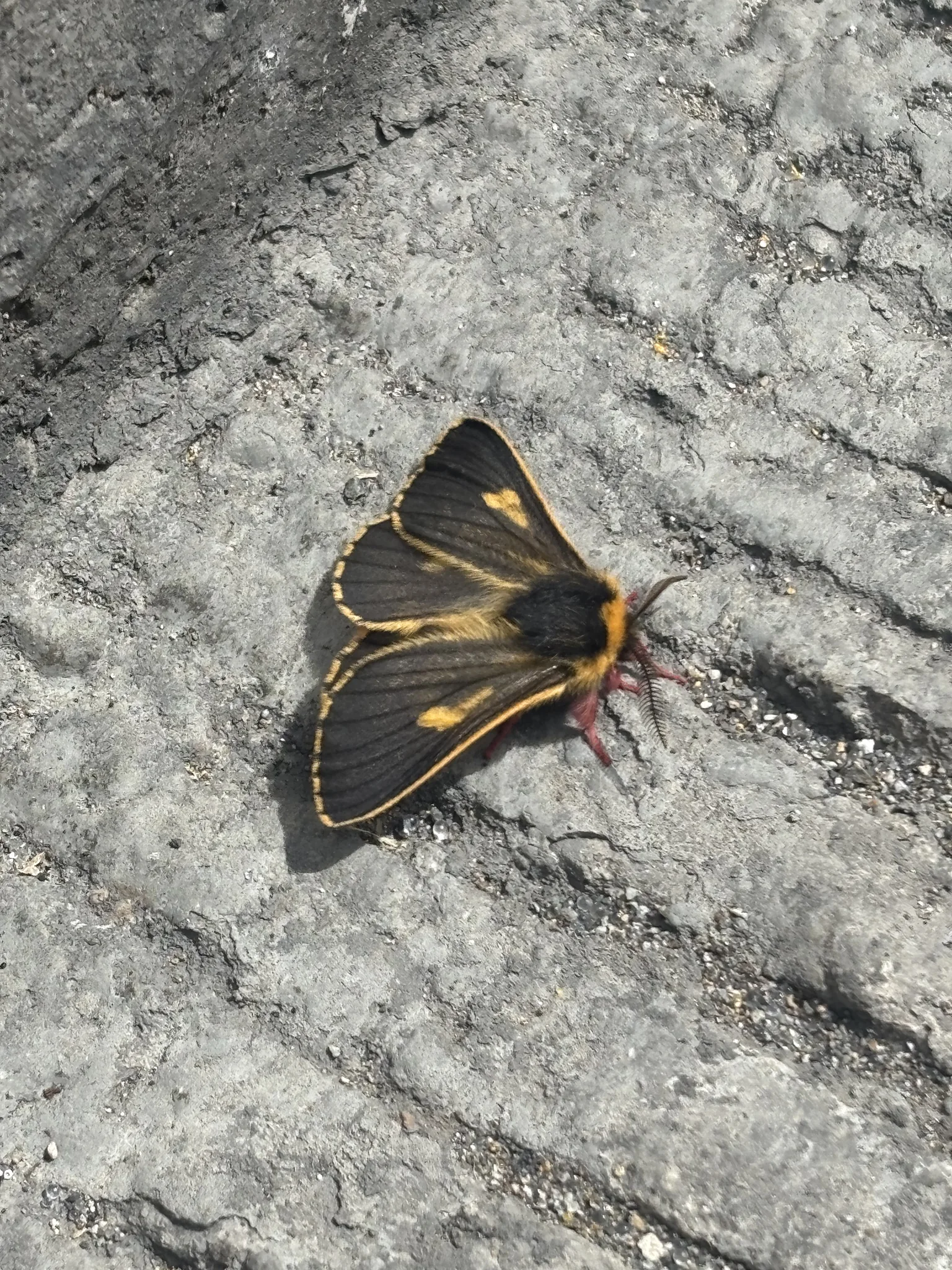 Polilla negra y dorada sobre una roca gris. La identificación más precisa sigue sin confirmarse.