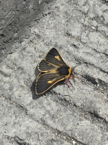 Polilla negra y dorada sobre una roca gris. La identificación más precisa sigue sin confirmarse.