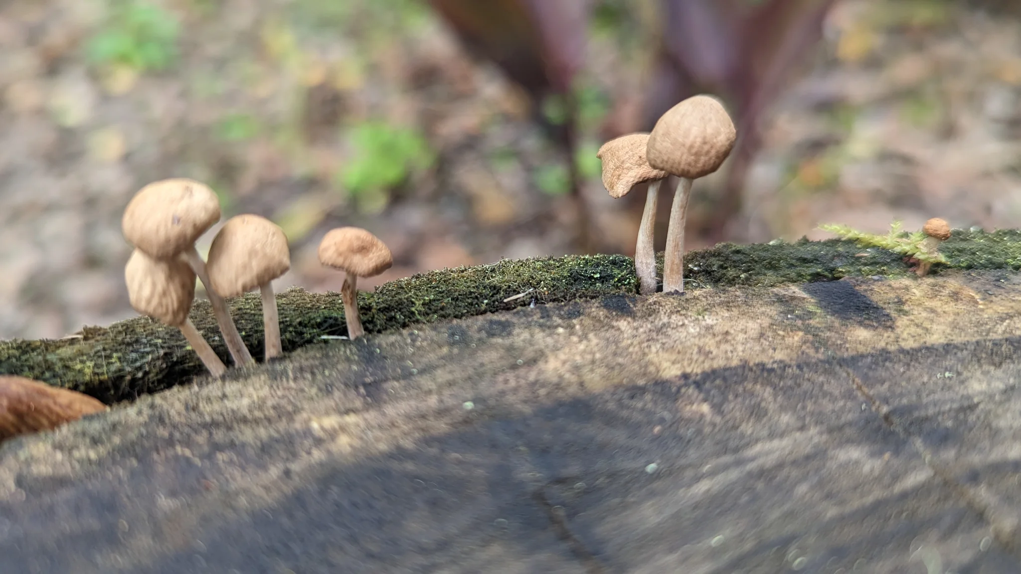 Hongos pequeños sobre madera caída. La identificación más precisa sigue sin confirmarse.