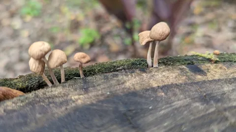 Hongos pequeños sobre madera caída. La identificación más precisa sigue sin confirmarse.