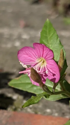 Flor rosada de venas marcadas. La identificación más precisa sigue sin confirmarse.