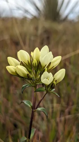 Ramillete de flores color crema. La identificación más precisa sigue sin confirmarse.